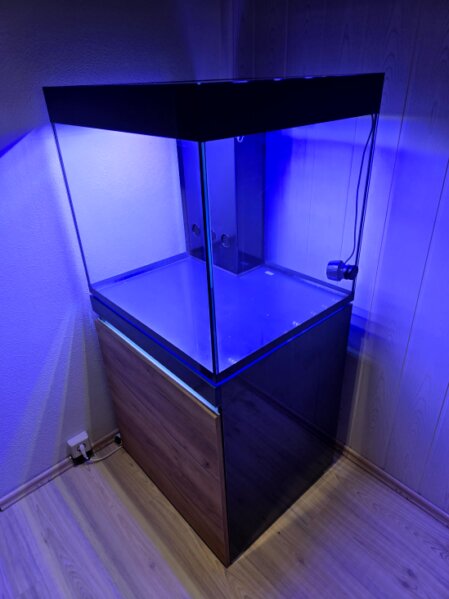 Makroaufnahme von Korallenpolypen im Meerwasseraquarium