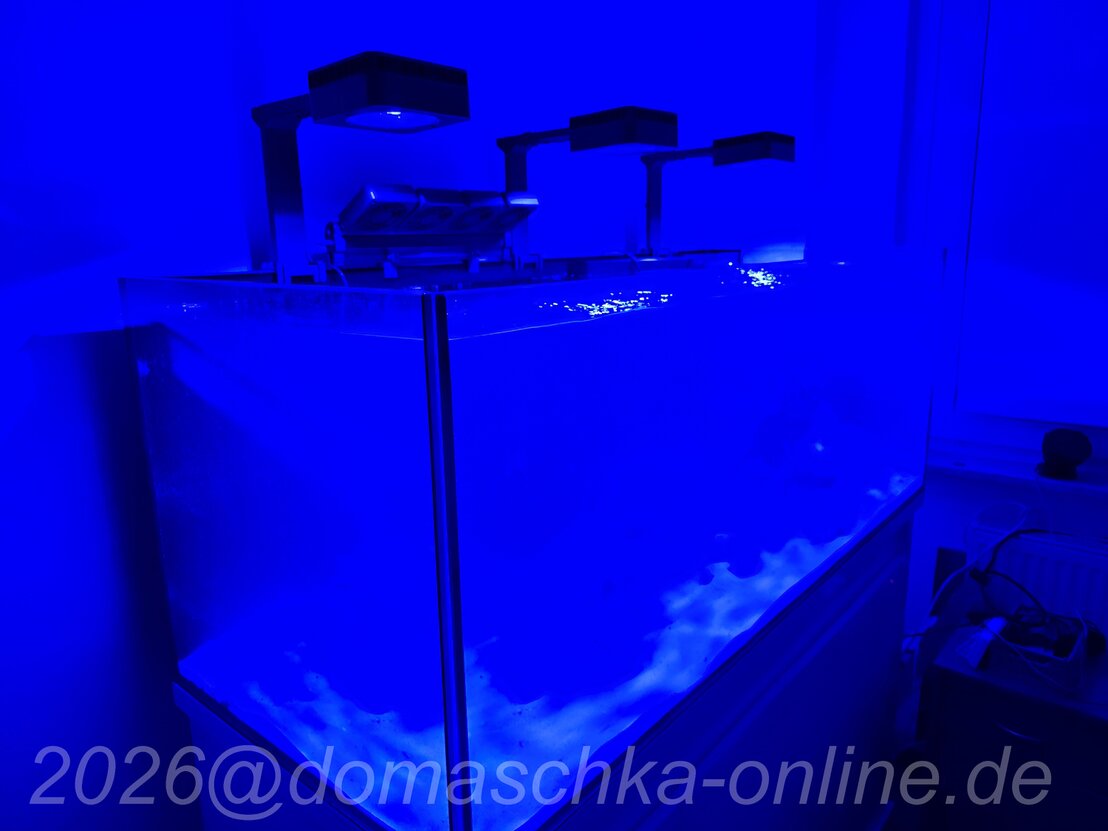 Gesamtansicht eines Riffaquariums mit Aquascape