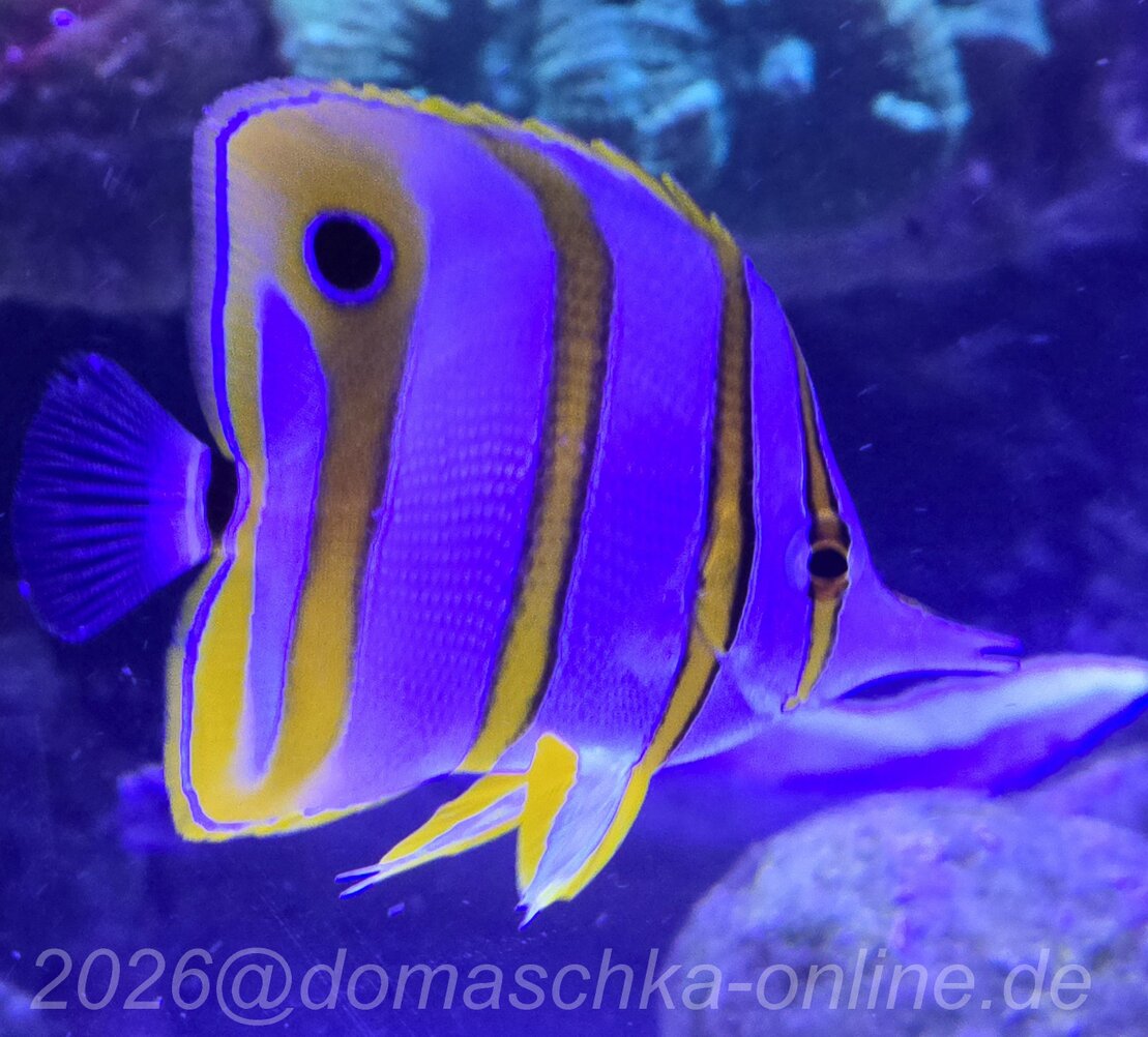 Fisch und Korallen in einem Meerwasseraquarium