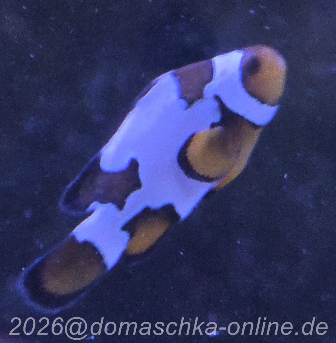 Paar Clownfische im Riffbecken